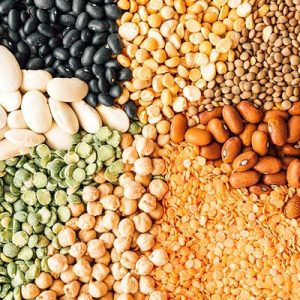 LEGUME
